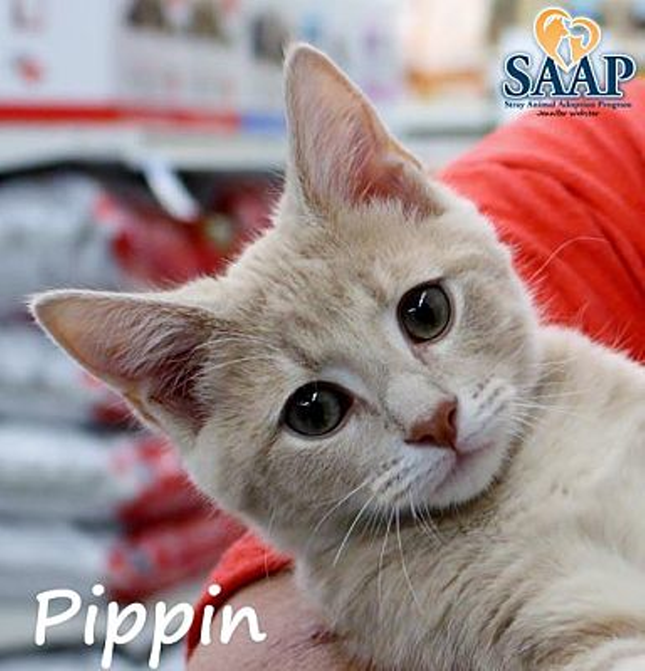 Name: Pippin | Breed: Domestic Shorthair | Age: Kitten | Sex: Male | Rescue: SAAP