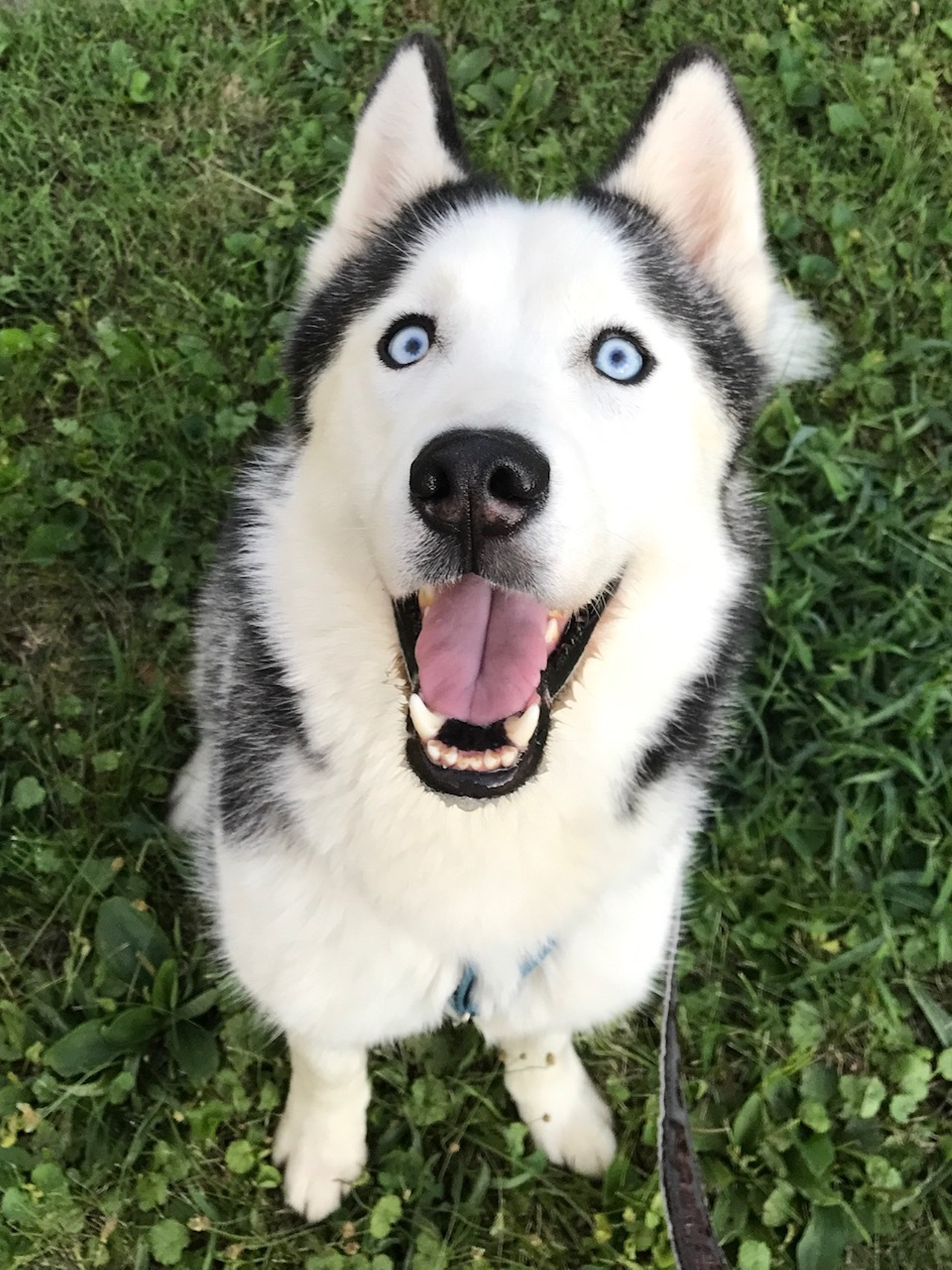Name: Avi | Breed: Siberian Husky | Age: 2 years old | Sex: Male | Rescue: Louie's Legacy