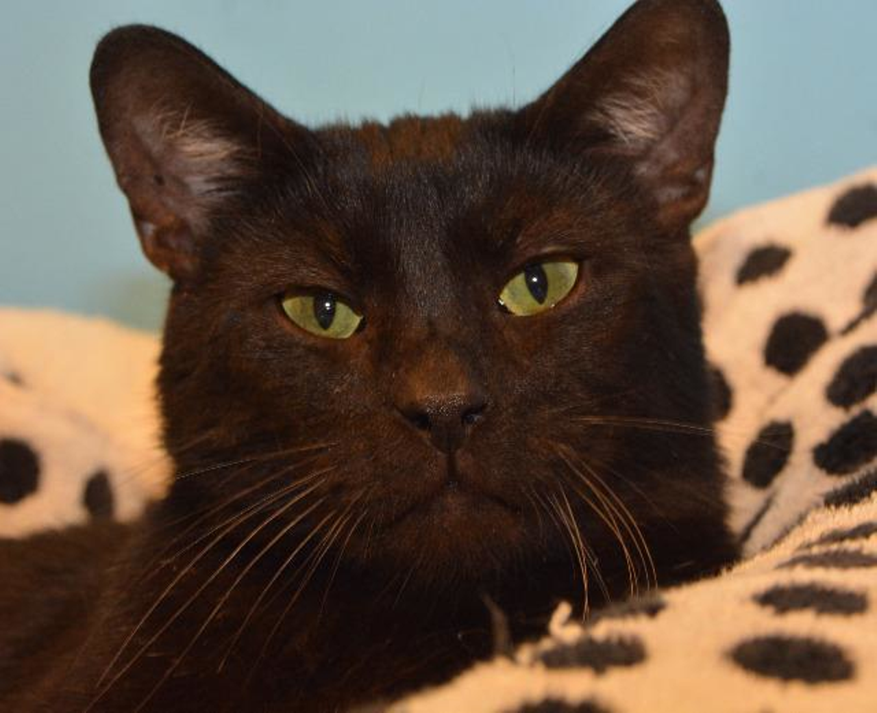 Name: Holden | Breed: Domestic Short Hair | Age: 6 years old | Sex: Male | Rescue: OAR