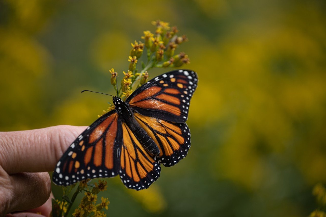 Butterflies & Brews
When: Sept. 27 from 6-9 p.m. 
Where: Farbach-Werner Nature Preserve, Groesbeck
What: Attendees will have a chance to become a scientist for a day at Great Parks' Butterflies & Brews event, where guests will have the opportunity to attach tiny tracking tags to butterflies to track their migration to Mexico.
Who: Great Parks
Why: HighGrain Brewing will also be serving up seasonal beers.