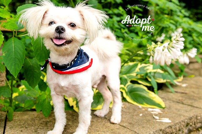 Hi-Ball
    Age: 2 Years / Breed: Maltese Mix / Sex: Male / Rescue: Louie&#146;s Legacy
    Photo via louieslegacy.org