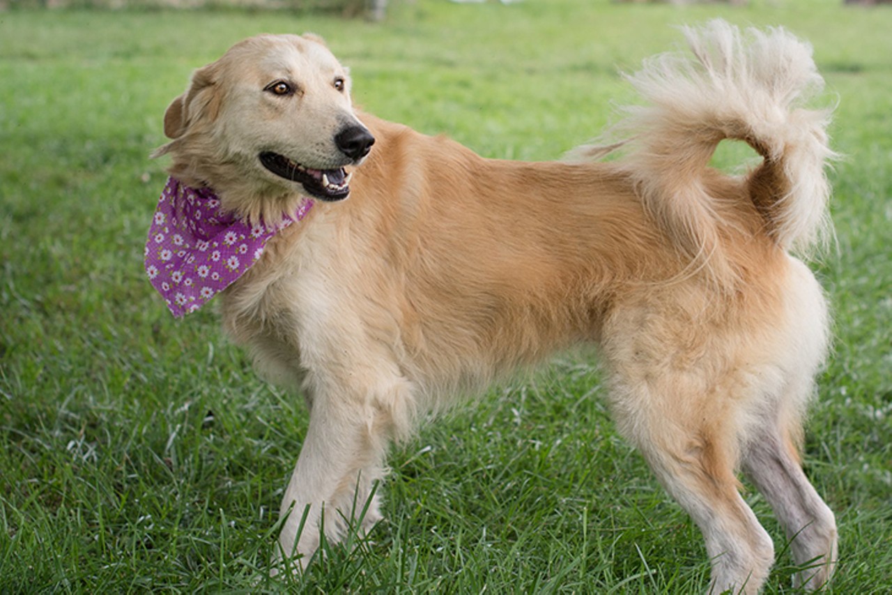 Lou
Age: 1 year old | Breed: Golden Retriever/Great Pyrenees | Sex: Female | Rescue: Louie&#146;s Legacy 
Photo via louieslegacy.org