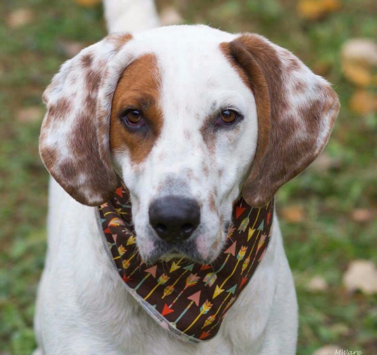Copper
Age: 4 years old | Breed: Coonhound/English Setter | Sex: Male | Rescue: Louie&#146;s Legacy 
Photo via louieslegacy.org