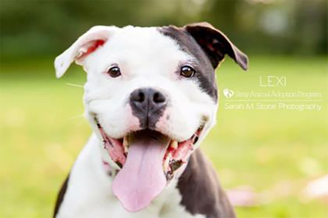 Lexi
Age: 5 years / Breed: Terrier, Pitbull/Mix / Sex: Female / Rescue: SAAP 
Photo via adoptastray.com