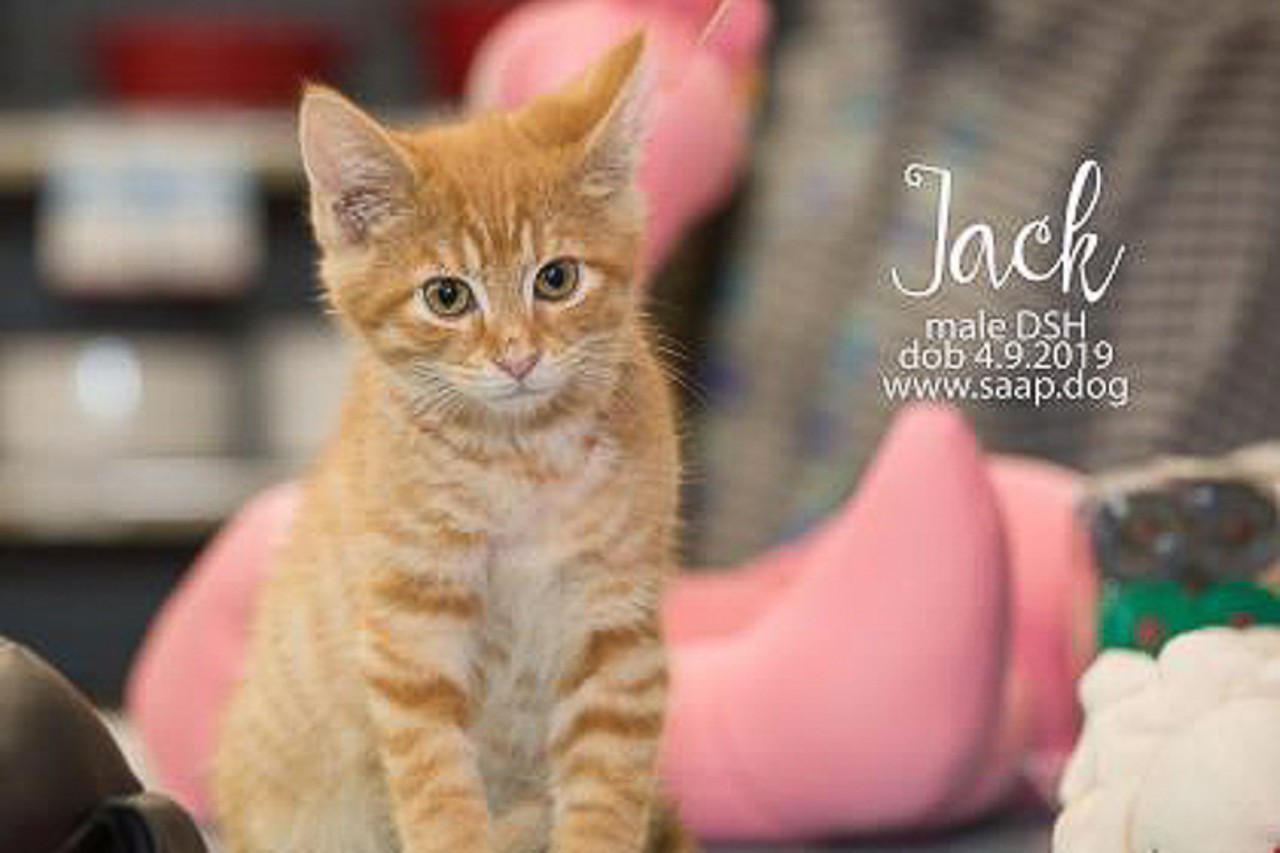 Jack
Age: 2 Months / Breed: Domestic Short Hair Mix / Sex: Male / Rescue: Stray Animal Adoption Program
Photo via adoptastray.com