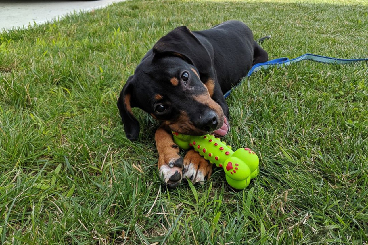 Henry
Age: 3 Months / Breed: Doberman, Coonhound Mix / Sex: Male / Rescue: Hart Animal Rescue
Photo via rescueahart.org