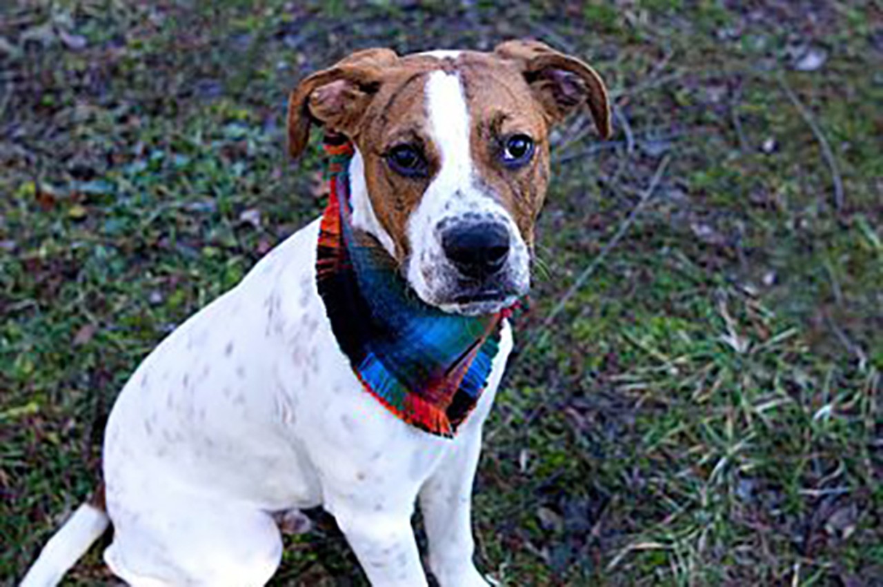 Clyde
Age: 5 months old / Breed: Boxer Mix / Sex: Male / Rescue: HART Animal Rescue
"Clyde sits for treats, is good with other dogs, and walks well on his leash too. The people who surrendered him said he was housebroken and crate trained. If you are looking for a gorgeous puppy then you need to come and meet Clyde. He is going to LOVE to be with people that are active with him. Walks in the park are a must for this baby! If you are interested in Clyde, please fill out an application at rescueahart.org."
Photo via HART Animal Rescue