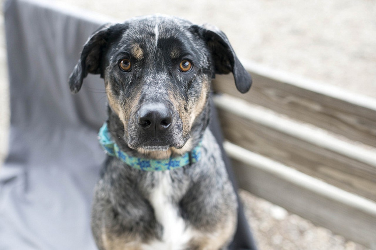 Aretha
Age: 2 Years / Breed: Catahoula Leopard Dog Mix / Sex: Female / Rescue: Save The Animals Foundation
Photo via staf.org