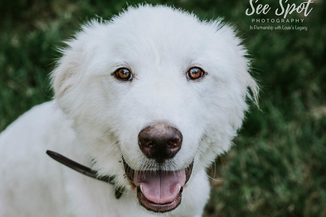 Brutus
Age: 10 Months / Breed: Great Pyrenees Mix / Sex: Male / Rescue: Louie&#146;s Legacy
Photo via louieslegacy.org