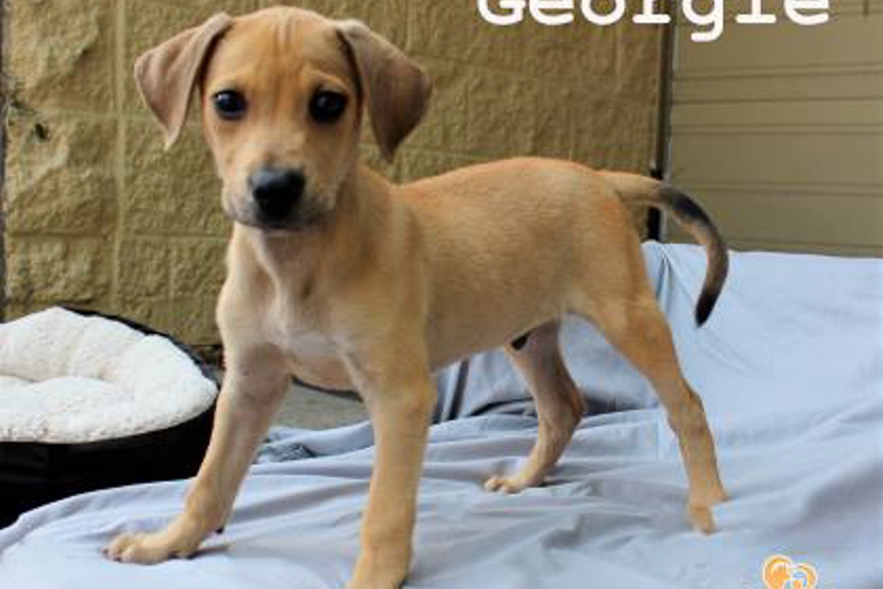 Georgie
Age: 2 Months / Breed: Feist Mix / Sex: Male / Rescue: Stray Animal Adoption Program
Photo via adoptastray.com