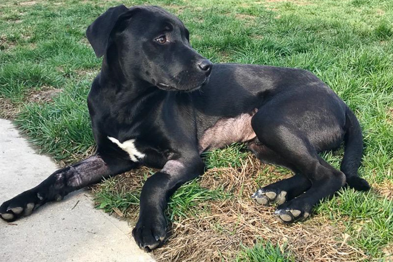 Snoopy
Age: 6 Months / Breed: Black Labrador Retriever Mix / Sex: Male / Rescue: Hart Animal Rescue
Photo via rescueahart.org
