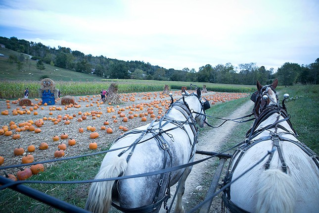 Neltner&#146;s Farm  
    Neltner&#146;s 2021 Fall Fest will be&nbsp;held Sept. 25-Oct. 31. Weekdays, you can head to the pumpkin patch, explore a 3-acre corn maze, visit the petting zoo, ride the barrel train or shop the fall farm stand. All weekday activities are available on weekends with bonus craft vendors and artisans, horse-drawn wagon rides, live music, tastings from local wineries, homemade ice cream and food from Four Mile Pig. Concerts take place 1:30-4:30 p.m. and you can find the full schedule of performers online. Leashed pets allowed. 
    9 a.m.-6 p.m. Monday-Friday; 10 a.m.-6 p.m. Saturday and Sunday. Through Oct. 31. $5 weekends; free weekdays (not all activities are available); some events and activities cost an additional fee. 6922 Four Mile Road, Melbourne, neltnersfarm.com.
    Photo: Facebook.com/NeltnersFarm