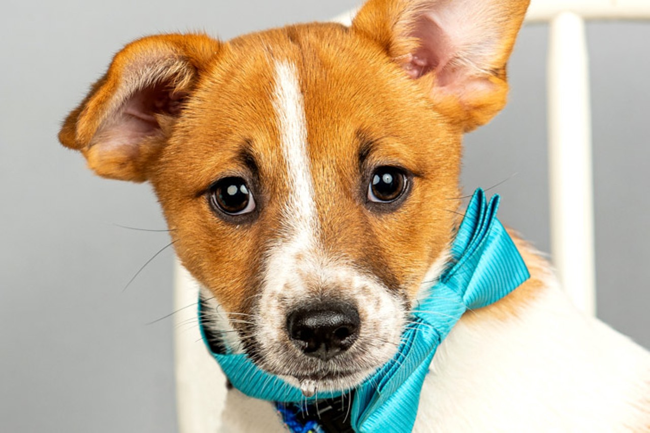 Jerry
Age: 3 Months / Breed: Jack Russell Terrier Mix / Sex: Male / Rescue: Louie&#146;s Legacy
Photo via louieslegacy.org