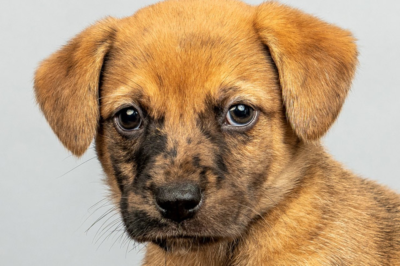Jack Skellington
Age: Puppy / Breed: Boxer/ Sex: Male / Rescue: Louie&#146;s Legacy
Photo via louieslegacy.org