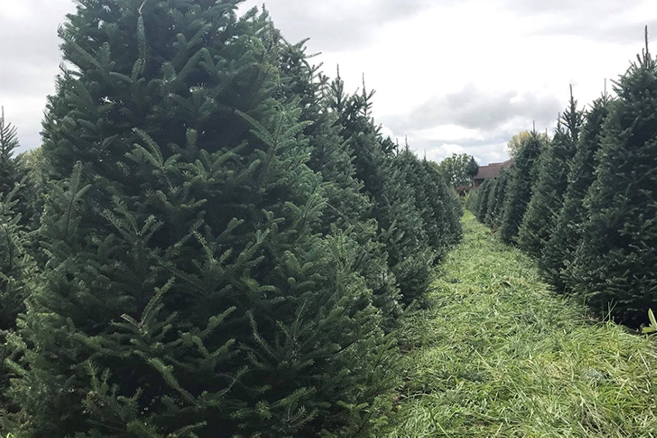 Bartels Farm
4427 Cotton Run Road, Hamilton
This family-owned Christmas tree farm lets you cut your own tree. Their 124-acre farm has 10 acres of trees to choose from, offering everything from Eastern White Pine and Canaan Fir to Fraser Fir and Colorado Blue Spruce. This year, Bartels is open by appointment only on weekends from Nov. 24-Dec. 10. 
Bartels Farm is hosting their 2023 Christmas tree operation by appointment this year; book times at bartelsfarm2022.as.me.