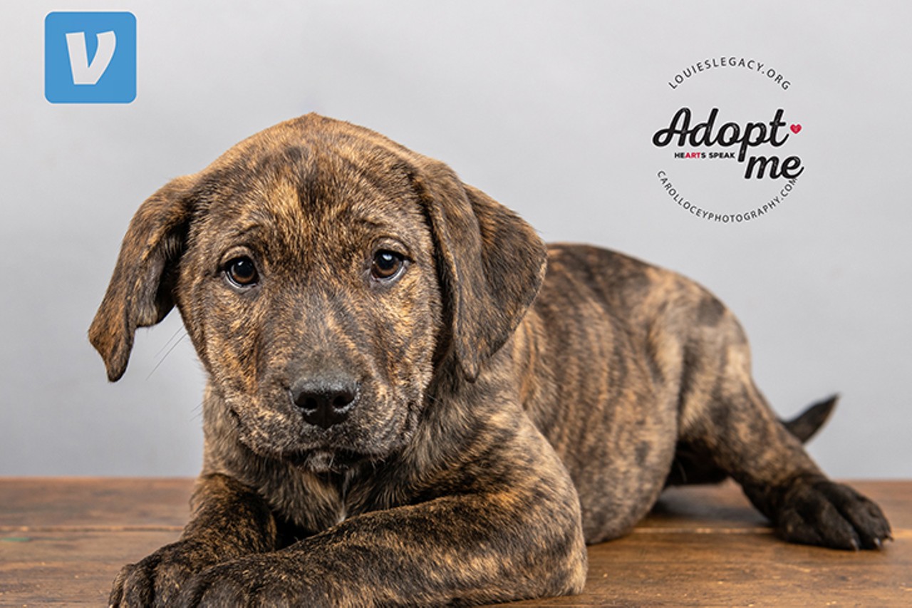 Venmo
Age: 2 months old/ Breed: Labrador Retriever / Boxer / Sex: Male / Rescue: Louie&#146;s Legacy
"Meet the Apps Pups! These 2-month-old Lab/Boxer mixes are already weighing in between 14 and 20 pounds - they're estimated to be a large size when fully grown. They were found on the side of the road and brought into the safety of rescue. The Apps Pups are very social, loving to give out kisses, play with toys, and just be puppies! They're an active group of puppies who would benefit from an active home, ready to exercise and train them."
Photo via Louie&#146;s Legacy