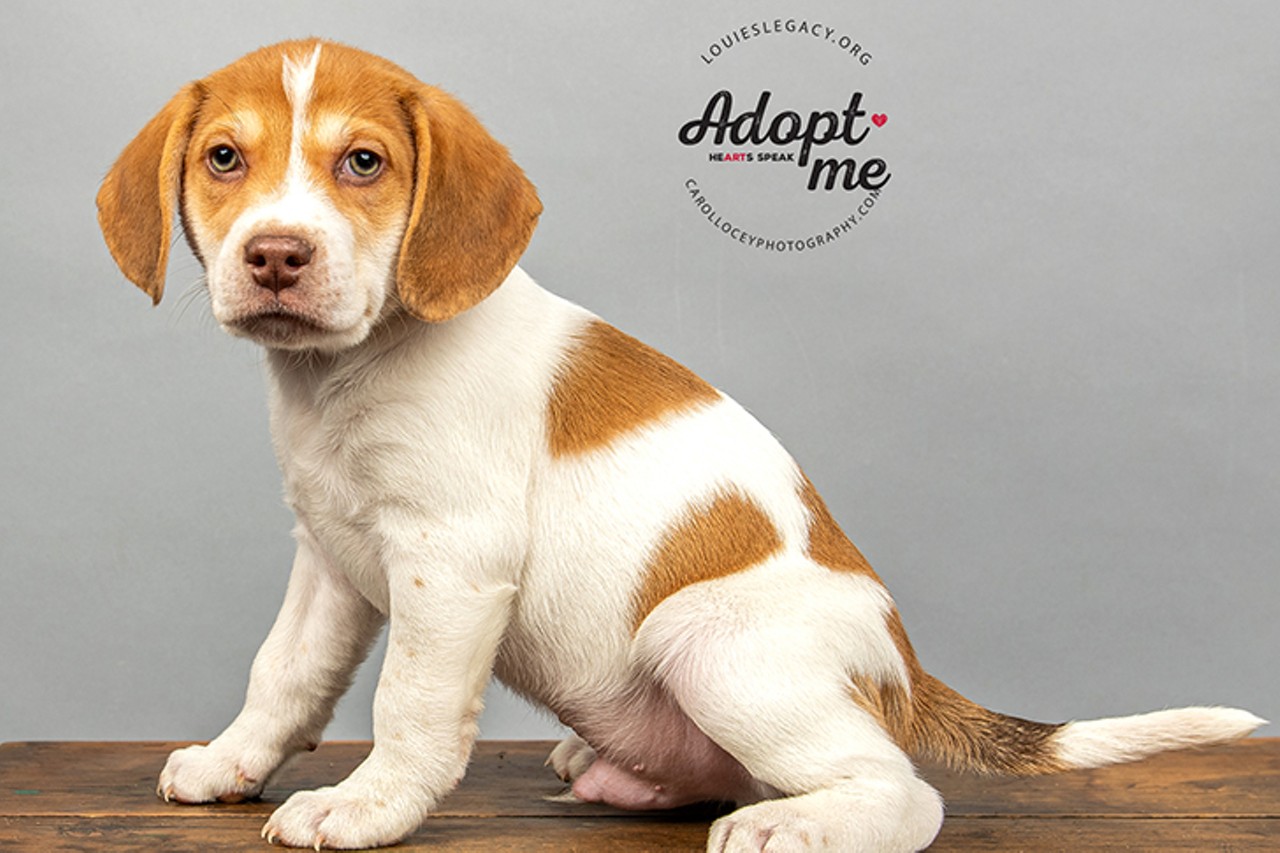 T-Bone
Age: 9 weeks old/ Breed: Beagle / Sex: Male / Rescue: Louie&#146;s Legacy
"The &#147;That Arena Rock Show&#148; litter is a group of 9-week old all-male beagle mix puppies weighing 6-8 pounds. Mom is a super sweet 20-pound beagle but we are unsure of the father. They are fostered with other dogs, ranging from 10 to 40 pounds. They are active and take many of their personality traits from their mom (beagle) as they love to follow their noses and like to sing to anyone that will listen."
Photo via Louie&#146;s Legacy