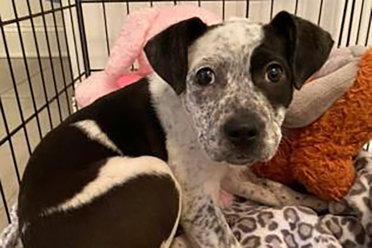 Coco
Age: 2 months old / Breed: Australian Cattle Dog/Mix / Sex: Female / Rescue: Stray Animal Adoption Program
"Here is a sneak peek at Coco!! Sweet coco was found in a quarry. This poor baby is a little timid but she's so sweet. She was the vet fave today. She gives soft kisses and is resting in a nice warm soft bed. Coco is a heeler mix and will be about 40lbs as an adult. She's a sweet girl who is super cute and won't last long."
Photo via Stray Animal Adoption Program