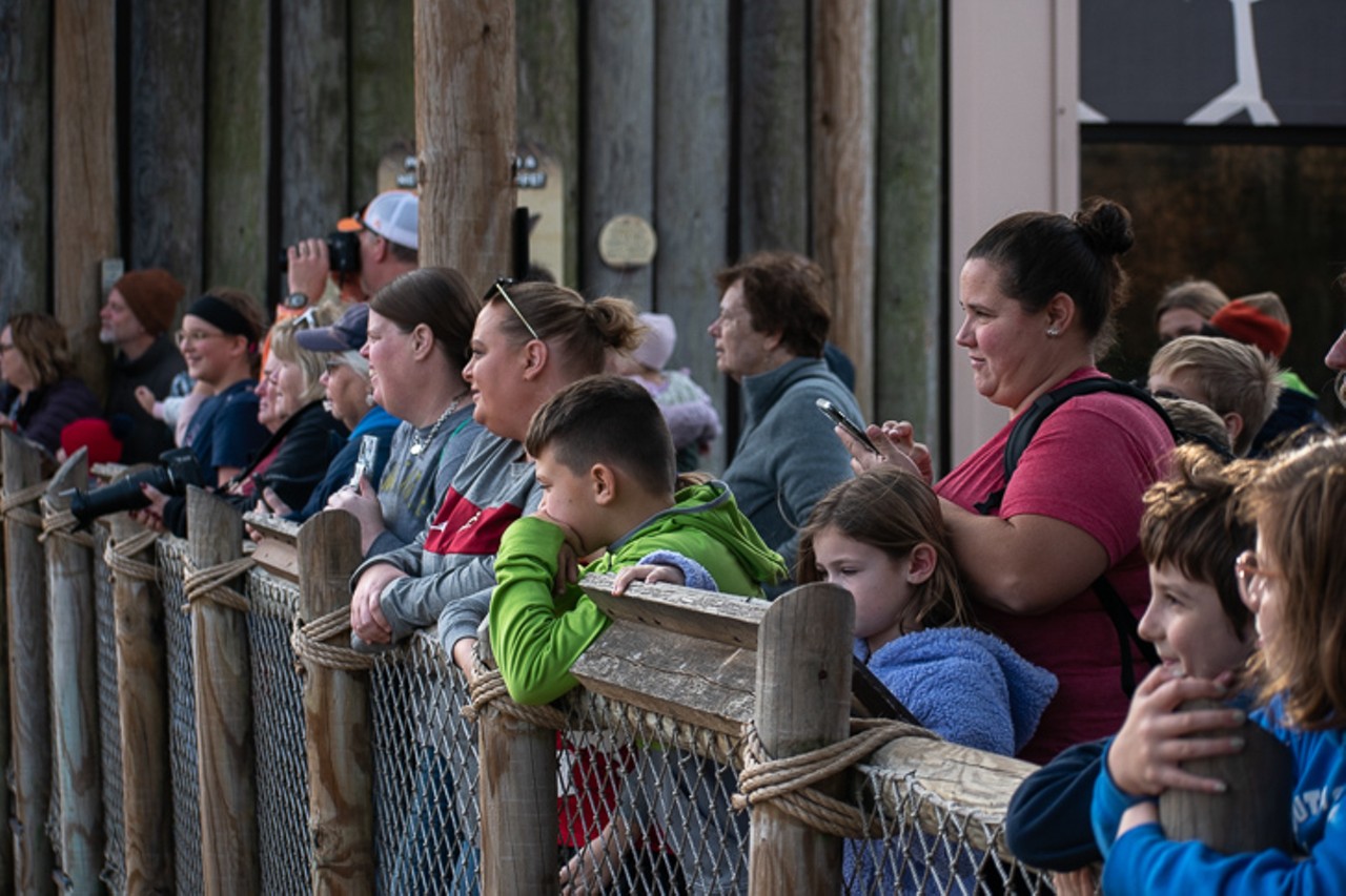 A crowd gathered to see the two-day-old giraffe take its first steps outside