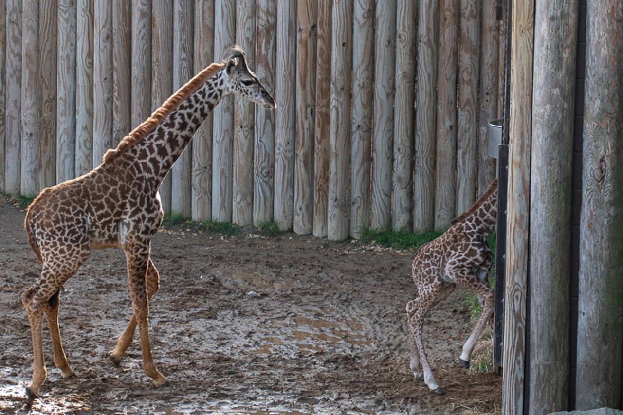 The two-day-old giraffe follows her mother back inside