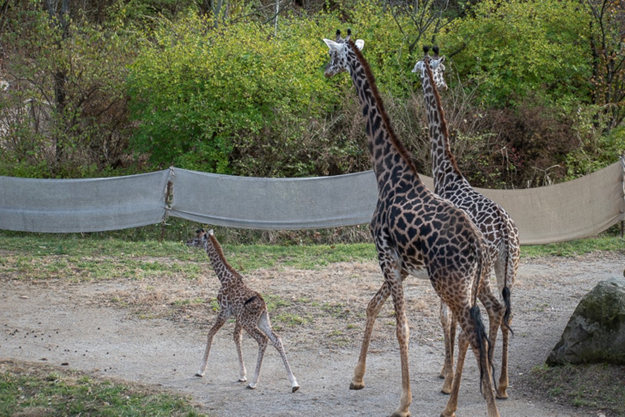 20 Unbelievably Adorable Photos of the Cincinnati Zoo's Baby Giraffe