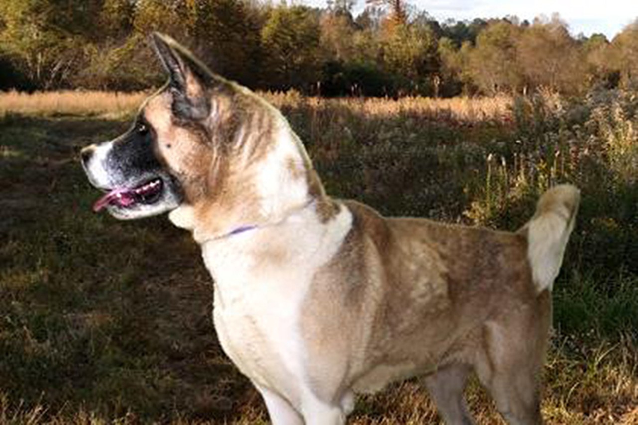 Athena
Age: 7 Years Old / Breed: Akita / Sex: Female / Rescue: SPCA
&#148;Hello! My name is Athena - a beautiful name for a beautiful gal! I am an Akita - a breed that is known to be fearless and loyal guardians to their family. Also, to be affectionate, respectful, and amusing dogs when properly trained and socialized. That said, dogs of this breed are faithful companions that will be attached to the right owner for life and shower them with adoration and love! Given my tendency to be protective, it would be best if I were the only pet in the family. When we spend some time together you will notice that I have an abundance of energy - I bounce around like a puppy! I hope you like to be active because I enjoy being adventurous and playful! When we go for walks I tend to be very enthusiastic and can pull on the leash so I will need some training in this area to learn to slow down. It won't take long for you to see that I am a gentle soul. Hanging out and getting loved on is something I can't get enough of! I also love to be brushed - which is a good thing considering that I do have a lot of hair and I shed! So come and spend some time with me and see for yourself how sweet-tempered I am and how I could be the perfect companion you have been looking for! 
I DO NOT like my legs to be petted. NO KIDS.&#148;
Photo via spcacincinnati.org