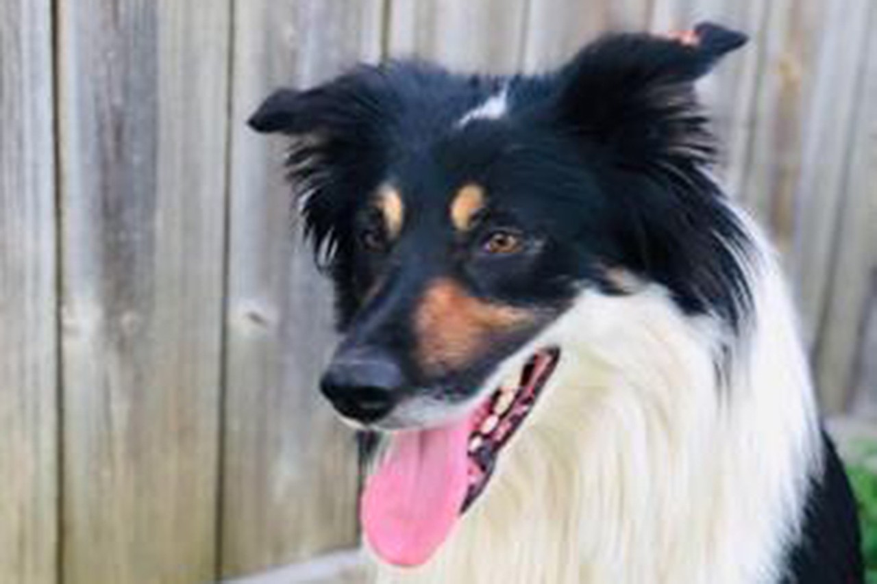 Axel
Age: 3 Years Old / Breed: Australian Shepherd Border Collie Mix / Sex: Male / Rescue: SAAP
&#148;Meet Axel! He just got home today and is pretty drowsy from being neutered. He seems to be good with everything, crate trained, friendly, sweet, and happy! &#148;
Photo via adoptastray.com