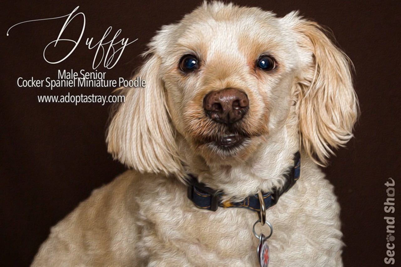 Duffy
Age: 12 Years / Breed: Cocker Spaniel Miniature Poodle / Sex: Male / Rescue: Stray Animal Adoption Program
Photo via adoptastray.com
