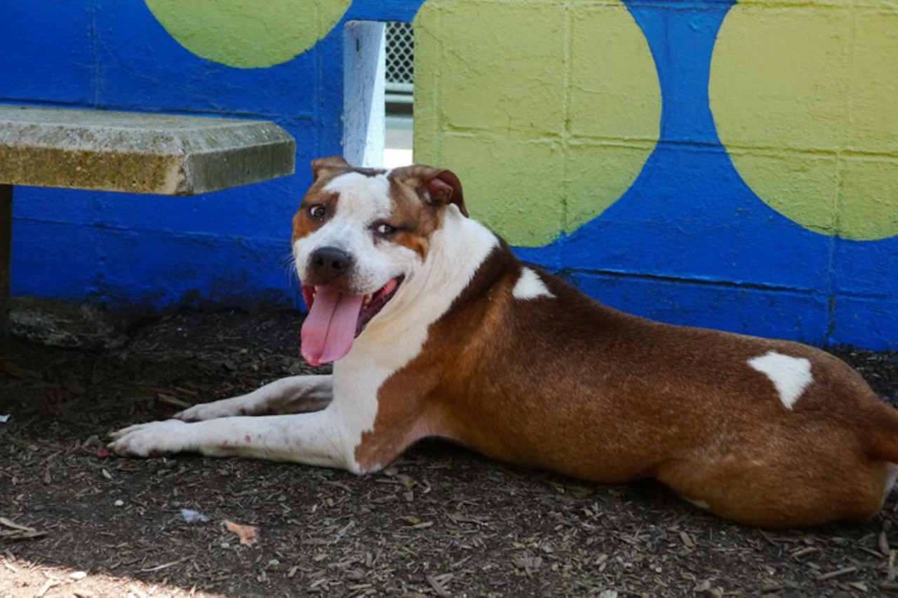 Boyd
Age: 2 Years / Breed: Pit Bull Terrier Mix / Sex: Male / Rescue: SPCA Cincinnati
Photo via petfinder.com