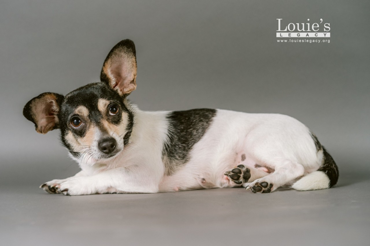 Trudy
Age: 2 Years / Breed: Dachshund / Corgi / Sex: Female / Rescue: Louie&#146;s Legacy Animal Rescue
Photo via louieslegacy.org