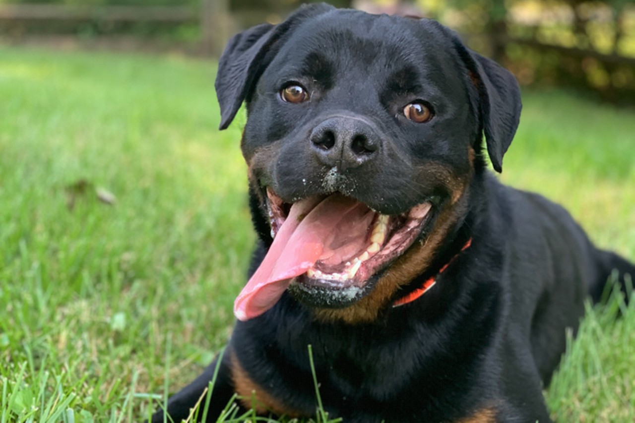 Philbert
Age: 9 Months / Breed: Rottweiler / Sex: Male / Rescue: Louie&#146;s Legacy Animal Rescue
Photo via louieslegacy.org
