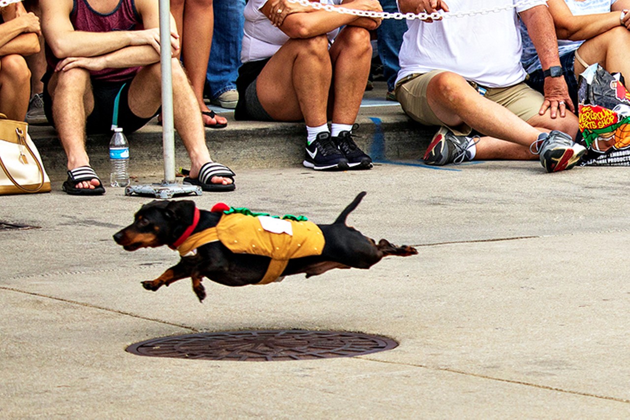 Seeing costumed dachshunds run real fast during the annual Running of the Wieners
Considered the kickoff event to Oktoberfest Zinzinnati, the race happens in September. Each dachshund, dressed in a hot dog costume, races 75 feet from the starting line to their owner. Then, the winning dog of each 10-dog heats races in one last race to determine real winner (or wiener, buh dum). First, second and third place prizes are awarded. It costs to participate, but it&#146;s free to watch.
Photo: Emerson Swoger