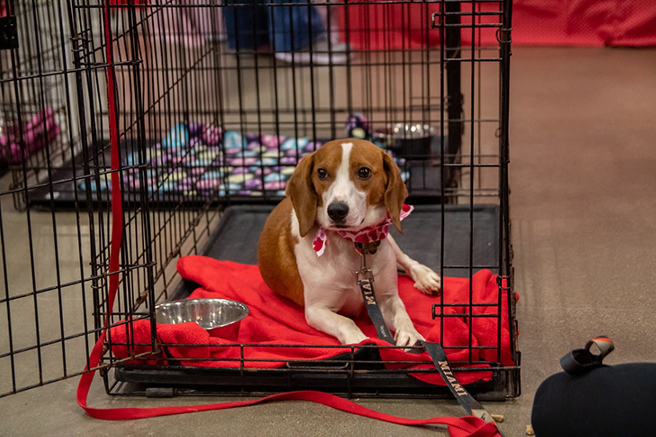 SATURDAY 15
EVENT: My Furry Valentine
My Furry Valentine, Cincinnati&#146;s largest pet adoption event, will feature more than 1,000 adoptable pets &#151; dogs, cats and other little critters of all ages &#151; from more than two dozen different rescue and shelter groups from around Greater Cincinnati. With everyone under one roof, it&#146;s easier to find your perfect pet. Please note: Every group has a different adoption process and different fees. Every adopted animal will go home with some swag. 10 a.m.-noon early bird and noon-5 p.m. general admission Saturday, Feb. 15; 10 a.m.-5 p.m. Sunday, Feb. 16. $25 early bird; $5 general admission; free children 5 and under. Sharonville Convention Center, 11355 Chester Road, Sharonville, myfurryvalentine.com. 
Photo: Paige Deglow