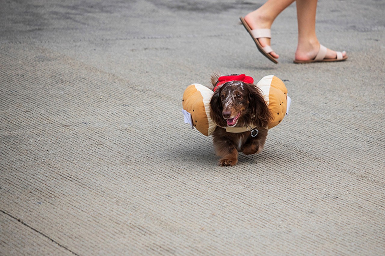THURSDAY 19
EVENT: The Running of the Wieners
If you can hardly wait to see dachshunds in hot dog outfits using their teeny, tiny legs to run as fast as they can from one side of the street to the other, good news: Your wait time just got shorter. The wieners are running one day early to kick off Oktoberfest Zinzinnati. Instead of its traditional Friday race time &#151; the unofficial launch to the Oktoberfest festivities &#151; the race will now take place at 1 p.m. Thursday. The race will feature 100 wieners running 75 feet down Freedom Way between Walnut and Rosa Parks streets. Oktoberfest provides a hot dog bun costume for each dog, and the race will take place in heats of 10 dogs. The winner of each heat will compete in a final race to crown the first, second and third place winning wieners. The event is free &#151; and very fun &#151; to watch. 1 p.m. Thursday. Free. Freedom Way, Downtown, oktoberfestzinzinnati.com.
Photo: Emerson Swoger