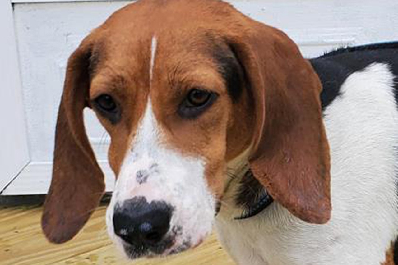 Daisy May
Age: 3 Years Old / Breed: Hound / Sex: Female / Rescue: SAAP
&#148;Meet Daisy May! Beagle/hound mix. Daisy has finished raising her babies and is ready to find her human family to give her some love. Daisy likes lots of attention and wants to be by your side wherever you go. Sometimes picky about dry dog food but add in a little canned wet food and she will gobble it down. Daisy appears to be very young, likes to play and snuggle with you at night. In the daytime she would benefit from being an active person as she loves hikes and walks. You may apply at adoptastray.com&#148;
Photo via adoptastray.com