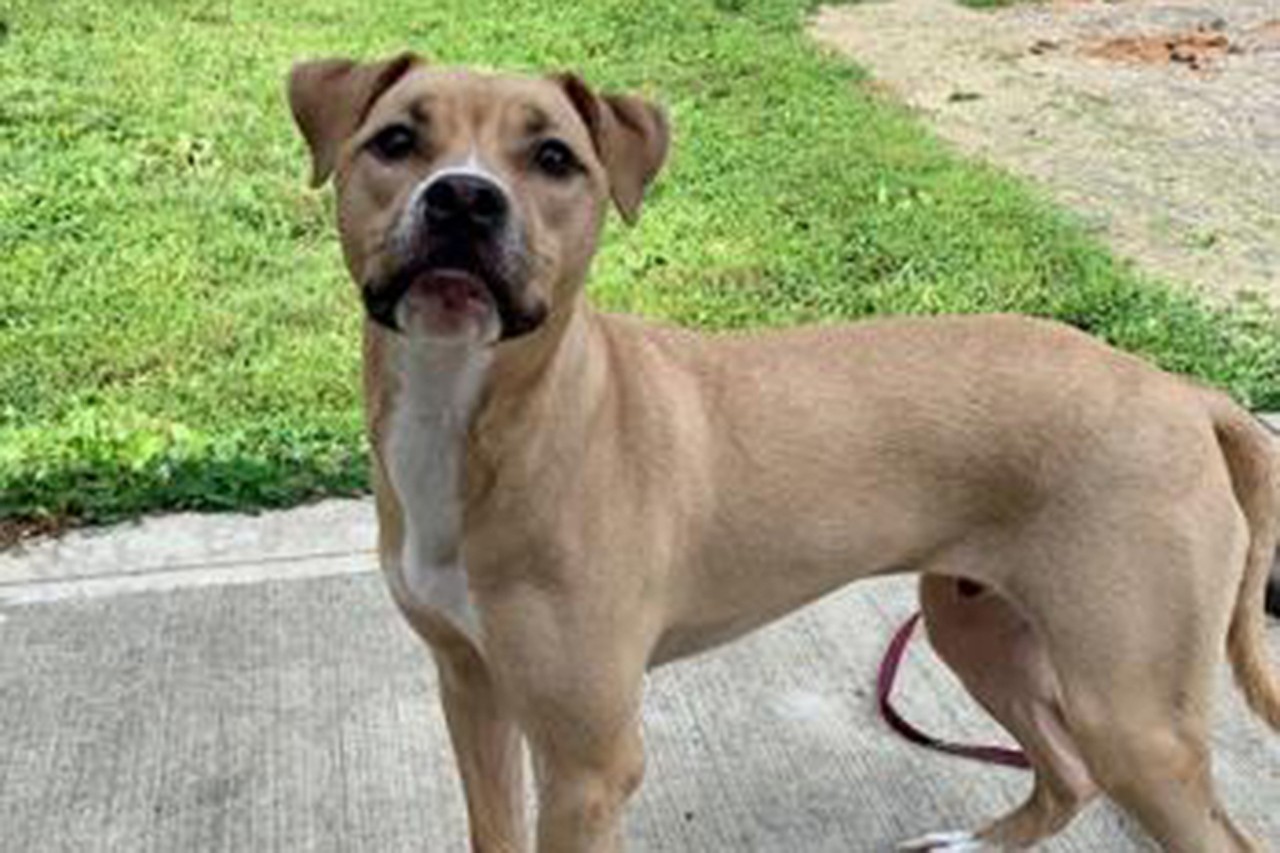 Amazed 
Age: 1 Year Old / Breed: Terrier / Pit Bull / Sex: Male / Rescue: SAAP
&#148;Amazed is a pittie mix looking for his furever! This guy is a little shy at first but give it a couple hours and he will definitely warm up to you! Amazed is crate and house trained having zero accidents. He would love an active adopter and a fenced in yard would be a plus! Amazed is doing great with meeting several pups at his foster home. He is neutered, microchipped, and up to date on vaccines. Apply for Amazed at adoptastray.com!&#148;
Photo via adoptastray.com