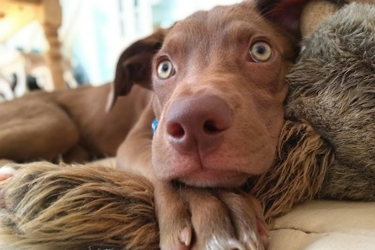 Shandy
Age: Puppy / Breed: Vizsla, Chocolate Labrador Retriever Mix / Sex: Female / Rescue: Save the Animals Foundation
"Meet Shandy&#151;explorer, moth huntress, and spirited sidekick-to-be for some lucky family. Vizsla mix is our best guess, maybe with a dash of lab. She&#146;s around 20# at the time of this writing, but growing by the minute. Outgoing, confident and friendly with humans and dogs alike, Shandy is a full-speed ahead, no-fear kind of girl, always anticipating her next adventure."
Photo via Save the Animals Foundation
