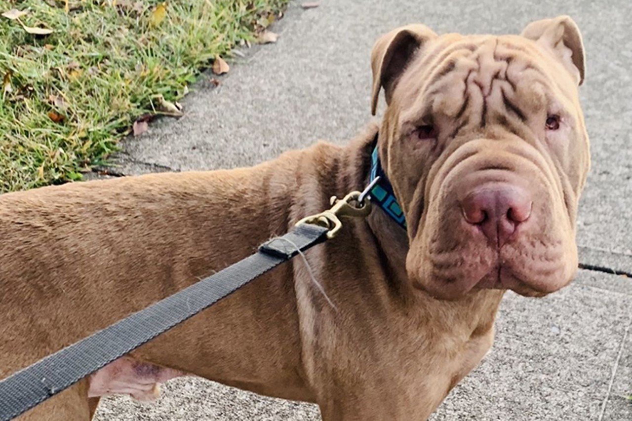 Carlton
Age: Adult / Breed: Shar-Pei Mix / Sex: Male / Rescue: Furgotten Dog Rescue
"I am a 3-year-old Shar-Pei mix weighing 55#. Don&#146;t let my looks fool you, I am a big baby! I am friendly with people when I am not on my turf (house/yard). I will need time (and lots of treats) to warm up to a stranger. I walk well on a leash, but will react toward animals on a leash. I am animal aggressive in general and need to be an ONLY PET in the home. I have not been desensitized to small children. They kind of freak me out for some reason. Teens are cool :) What can I say I am a is a typical, poorly socialized Pei. My dominant and territorial nature is normal, but difficult to manage. I will require consistent follow through with my training including socialization with other dogs (on a leash on walks) and territorial behavior. Free in-home training comes with my adoption fee."
Photo via Furgotten Dog Rescue