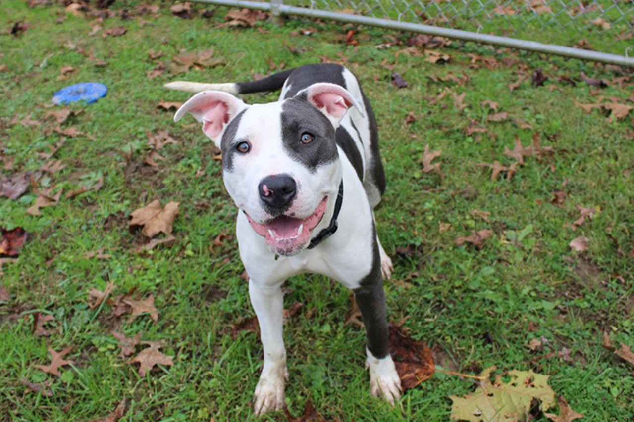 Athena
Age: Adult / Breed: Mixed / Sex: Female / Rescue: Campbell County Animal Shelter/i>
"Athena is a young, ball of energy. She listens very well and is a fast learner. She loves to sit in your lap and give you kisses. She loves to go for walks and play. Athena loves kids and likes getting attention from them and everyone else. Athena has lots of love to give and will certainly make her new family happy."
Photo via Campbell County Animal Shelter