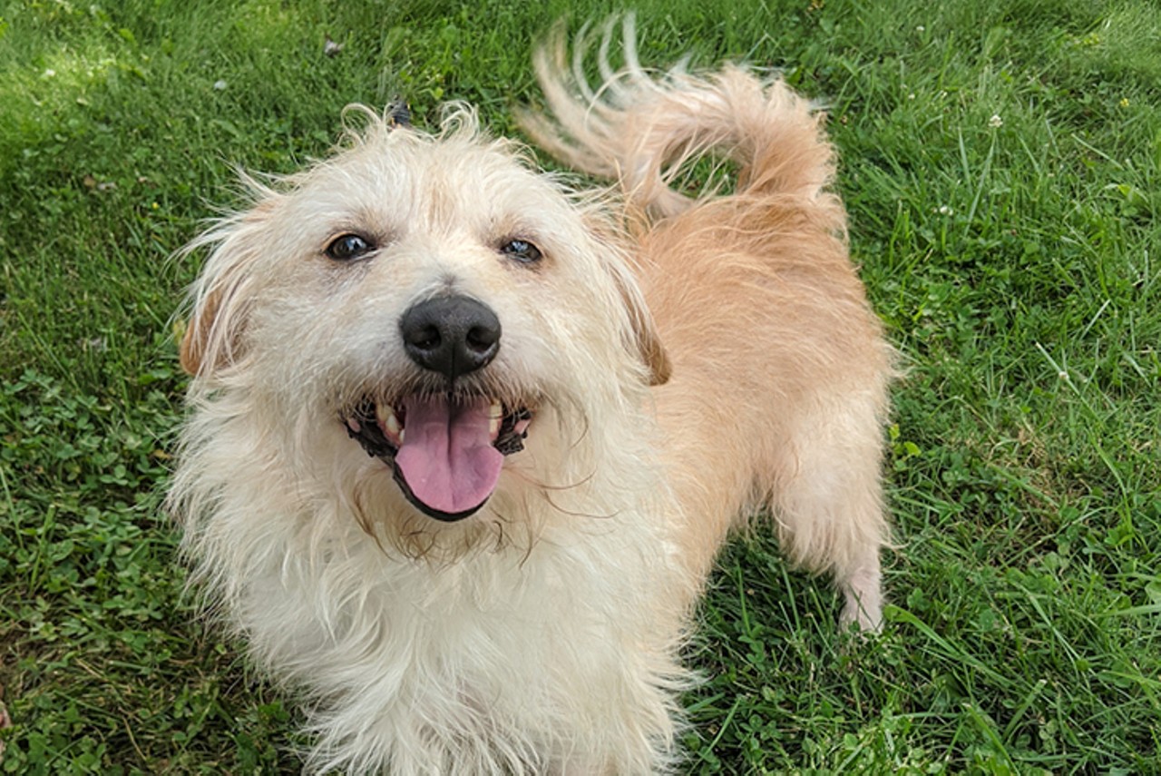 Arlo
Age: Adult / Breed: Terrier Mix / Sex: Male / Rescue: Louie's Legacy Animal Rescue
"Arlo is a 5 year old, 20lb terrier mix. This scruffy boy is friendly and enjoys being around people! He walks well on a leash. Arlo is also crate trained. If you are interested in adopting this sweet boy, apply today! Arlo's adoption fee is $400."
Photo via Louie's Legacy