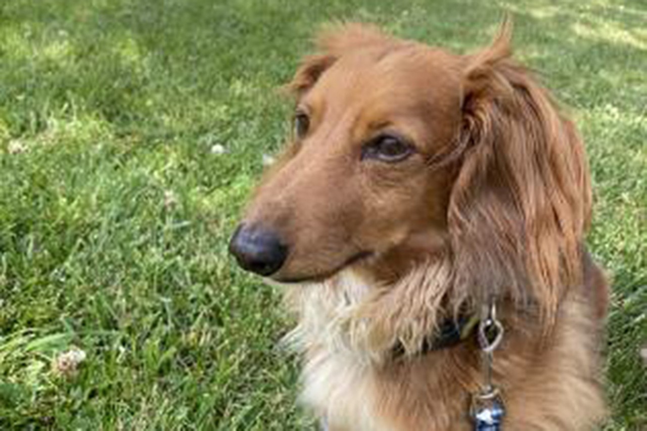 Marley
Age: 9 Years Old / Breed: Dachshund / Sex: Male / Rescue: SAAP
&#148;Hello SAAP Nation!! I'd love to introduce you to Marley. Marley is a 9 year old long haired Doxie. He's very sweet. Just came to his foster home but already is sitting in our laps. Walks well on a leash. He would do best in a cat free home. . He loves belly rubs! He met a doggie friend when I picked him up tonight and did fine too. If you'd like to be Marley's forever, apply today!! This handsome boy won't last long! He is microchipped, neutered, and up to date on vaccines. Apply to meet Marley at adoptastray.com&#148;
Photo via adoptastray.com