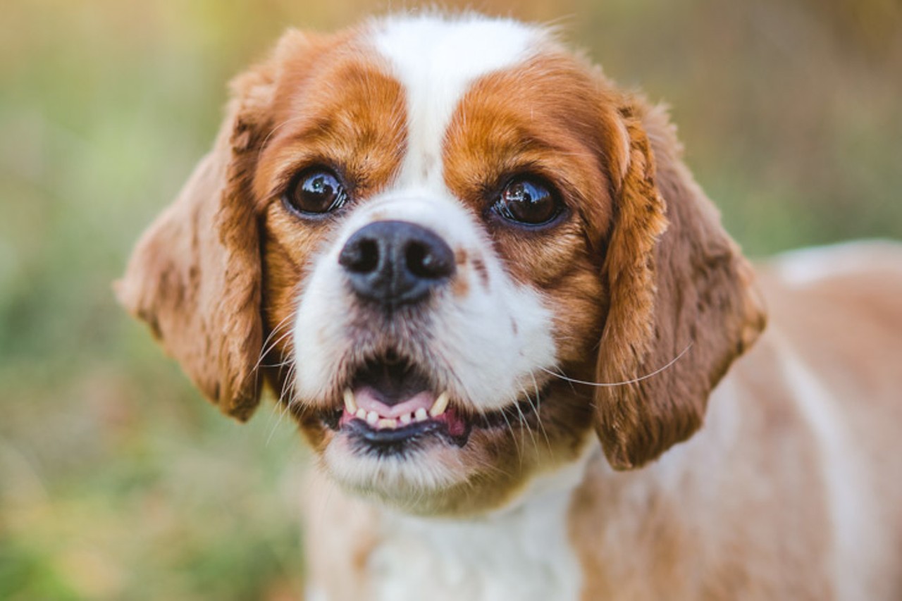 Butters
Age: 4 Years / Breed: Cavalier King Charles Spaniel / Sex: Male / Rescue: Louie&#146;s Legacy
Photo via louieslegacy.org