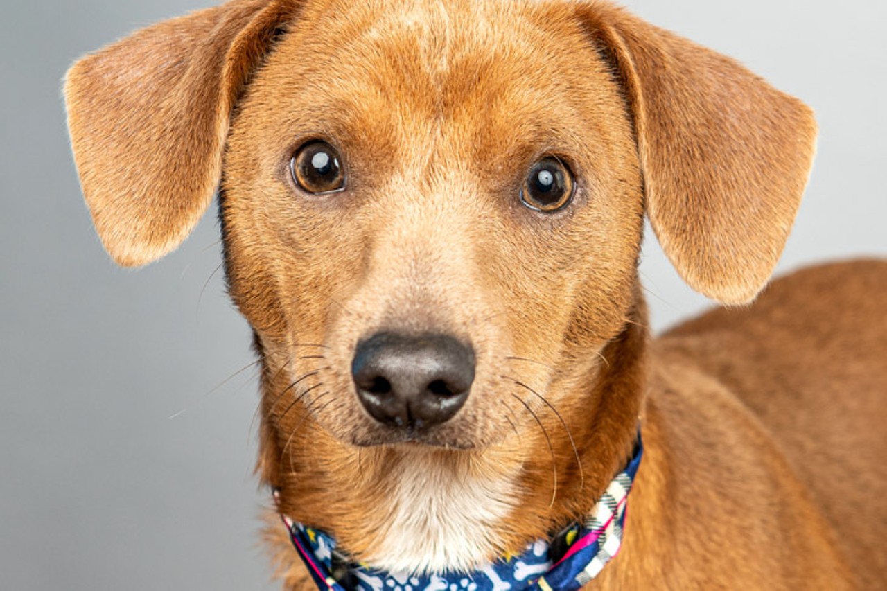 Fritz
Age: 1 Year / Breed: Chihuahua, Dachshund / Sex: Male / Rescue: Louie&#146;s Legacy
Photo via louieslegacy.org