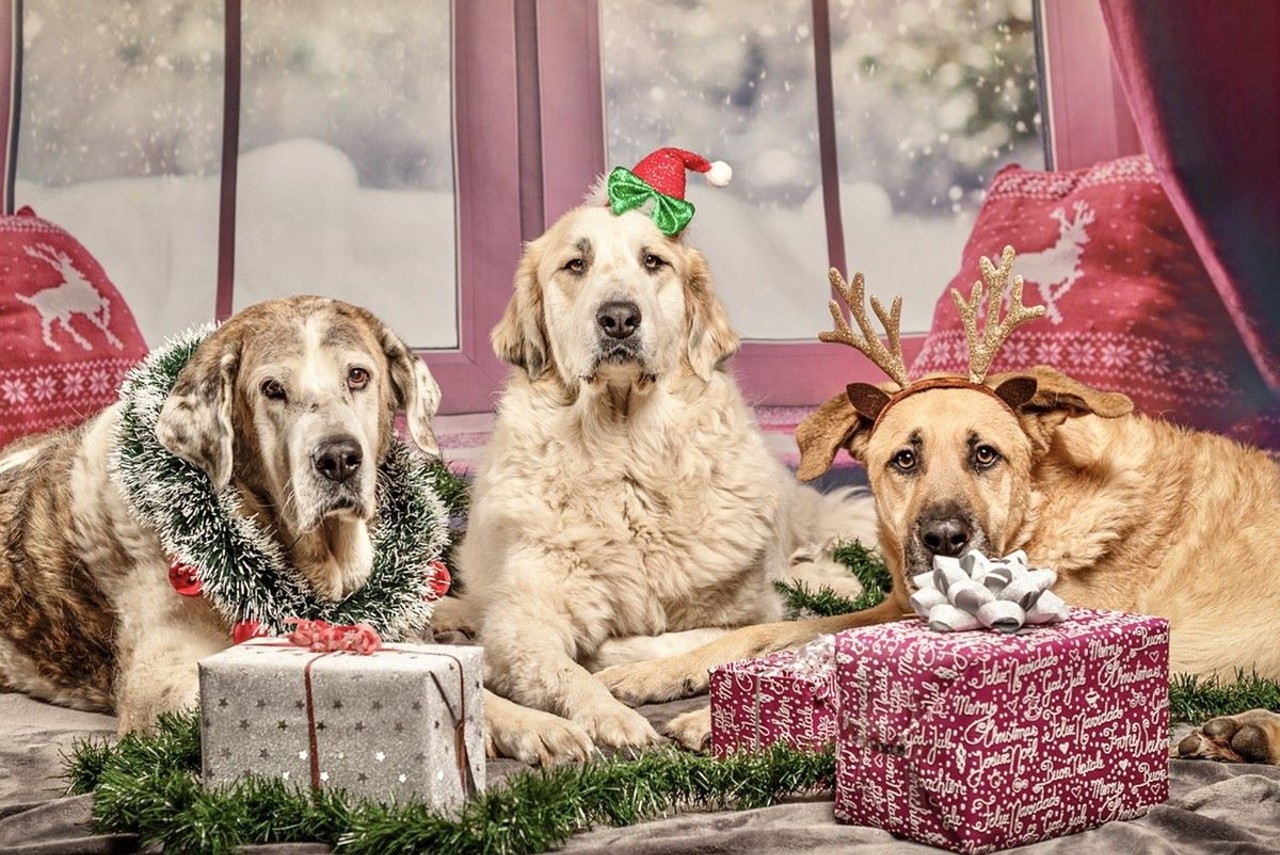 Holiday Mutt Market
When: Nov. 19 from 1-4 p.m.
Where: The Summit Hotel, Madisonville
What: A holiday market for you and your pet.
Who: Red Dog
Why: A professional photographer will be on site to capture a holiday memory of you and your doggo.