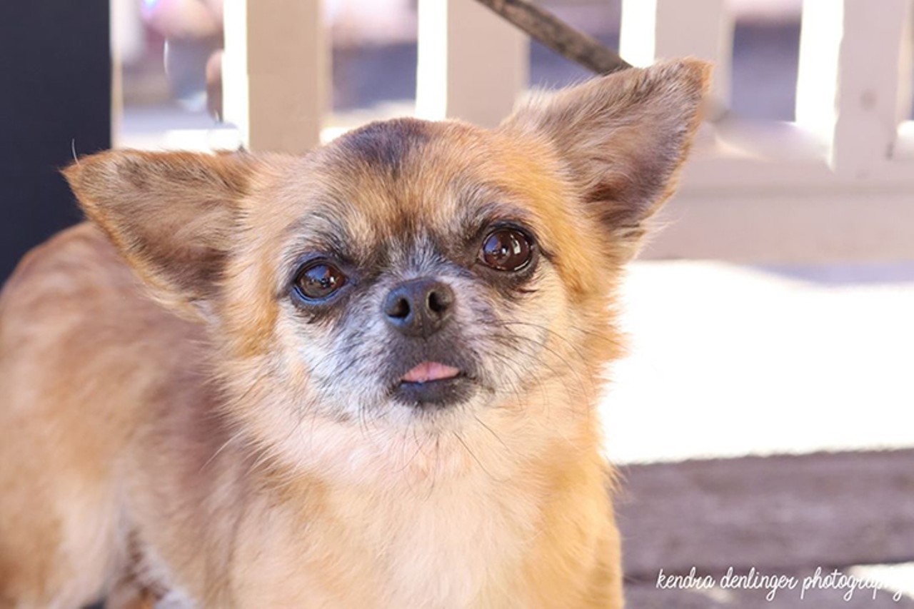 Fern
Age: 3 Years / Breed: Pekingese & Chihuahua Mix / Sex: Female / Rescue: Louie&#146;s Legacy Animal Rescue.
"This adorable ball of spunk is Fern! Fern is a 5 lb, 3 year old, Pekingese/Chihuahua mix. She had a rough start to life and, as a result, is very timid. Fern is very nervous when meeting people and will need a very patient owner who is willing to dedicate time to continue working with her. She desperately wants to trust humans and has come a long way while in her foster home. She will require a home with older children or adults only as chaos and loud noises make her nervous. She absolutely loves napping on the couch, playing with toys, chewing bones, and playing with the other small dogs in her foster home. She gains confidence from watching the other dogs in the home and will require a home with another social and confident dog to help show her the ropes. Fern is crate trained and potty trained and is making great progress walking on a leash. She has so much love for life and, with continued training, is ready to trust humans. She is ready to find a forever home that can provide her with all the love, patience, and guidance she deserves."
Photo: Louie&#146;s Legacy Animal Rescue