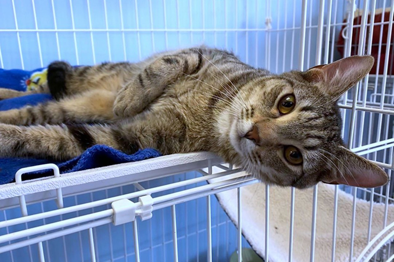 Babyface
Age: 10 Months / Breed: Tabby & Domestic Short Hair Mix / Sex: Male / Rescue: Lucky Tales Rescue Inc.
"La la la la... I've got the cutest little Babyface! Sing with me!!! Baby faaaaaaceee... la la la la la la la&#133; Aren't I just the most debonair cat you've ever seen? My name is Babyface and I am, if I do say so myself, a gorgeous male Tabby who is looking to grace your house with my presence. I am about 9-10 months old, I love my people, attention, sleeping in the same bed as you, RIGHT next to you actually. I'm a very easy going cool cat, and, hey, I'm good with dogs and other cats, too. I am neutered, up to date on shots, FIV/Felv negative, and microchipped!"
Photo: Lucky Tales Rescue Inc.