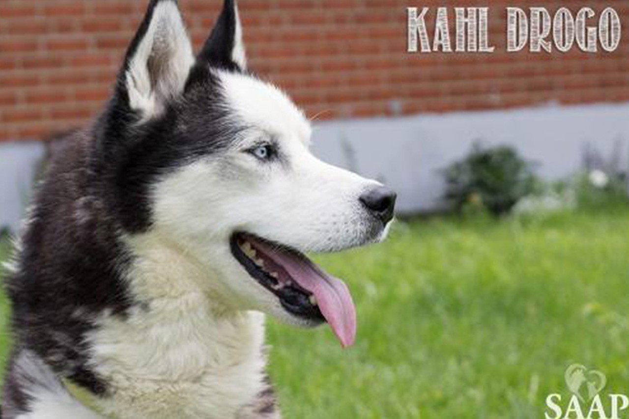 Kahl Drogo
Age: 8 Years Old / Breed: Husky / Sex: Male / Rescue: Stray Animal Adoption Program
&#147;Check out this handsome guy! Kahl Drogo (knows Knute) is an 8 year old purebred Alaskan husky. He walks well on leash, is good outside of a crate, potty trained, and non-destructive. He's rarely barks, and likes to lounge. He does NOT enjoy: cats, kids, or his tail/back legs messed with, and sharing (he resource guards his toys, bones, treats, etc). He's lived as an only dog for some time, but has done well meeting small dogs on leash, not so well with large dogs. Preference would be an only dog home to hang out and soak up the snuggles. All SAAP animals are vet checked, UTD on vaccines, spayed/neutered, micro chipped, and given flea and heartworm preventative as age appropriate.&#148;
Photo via SAAP