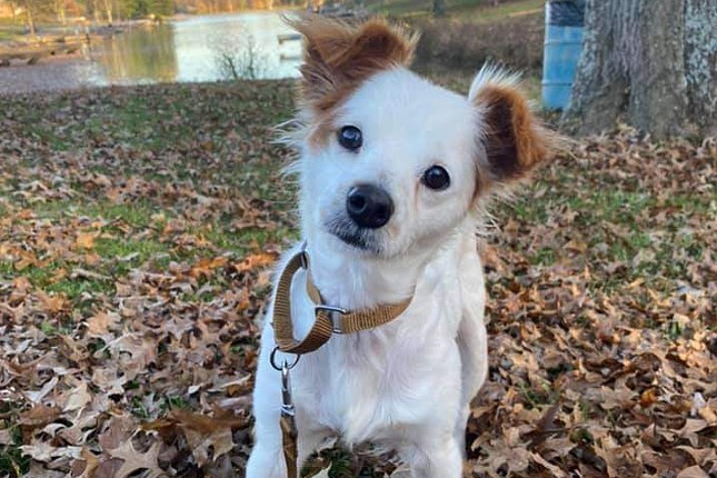 Tuesday
    Age: 5 Years / Breed: Papillon Mix / Sex: Female / Rescue: Little Hills of Kentucky Animal Rescue Inc.
    "Tuesday is a 5 year old Papillion mix. She weighs 14 lbs. 7 oz. Tuesday does have some medical issues, but those don&#146;t hold her back from enjoying life to its fullest, and she has a ton of life left in her. She loves to play with other dogs, and adores cuddle time. She rewards her foster Mom with tons of kisses everyday. She loves to play outside, but prefers to be inside more and on a lap. She is crate trained, and goes potty outside and on her potty pads inside. Tuesday&#146;s favorite things are: chicken kabobs, squeaky toys, her people, and her fur friends. Tuesday would do best in a home where someone is home most of the time to show her all that love she needs to thrive. Tuesday will run lifting her back right leg due to what our specialist says is either an old injury or a congenital condition. Our specialist felt it was in Tuesday&#146;s best interest to leave her leg as is, and continue her on her pain regimen (Tramadol and Carprophen) and joint supplements. Tuesday also has a cataract in her right eye, our specialist does not recommend surgery for it and feels her eyesight is great in her other eye. She requires a fenced yard."
    Photo: Little Hills of Kentucky Animal Rescue Inc