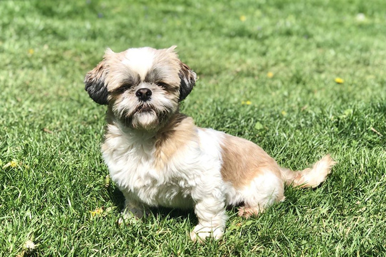 Franky
Age: 6 Years Old / Breed: Shih Tzu / Sex: Male / Rescue: Adoption First Animal Rescue - Kentucky
"FLOOF ALERT! Meet Frankie, the softest and sweetest guy around. He may have spent his first 6 years of life at a puppy mill but youd never know it now. Frankie is sure to brighten anyones day with love and endless entertainment. You can find him playing or cuddling with his other foster dog siblings, curled up somewhere comfy, or coming to you for lots of pets. Potty training is still in progress (as expected for a dog from a puppy mill) but is coming along nicely when let out regularly. He is fully crate trained, youre sure to find him napping there throughout the day. While he will let you hold him as long as you want, he is awkward and unsure what to do when held, same goes for being on a leash. He has not mastered walking on a leash and may never. Frankie would be happiest with a fenced yard and another small dog in the home as a playmate/cuddle buddy. He has done well around cats, dogs (up to 60 lbs) and children over 8 (as long as they know to be gentle)."
Photo: Adoption First Animal Rescue - Kentucky