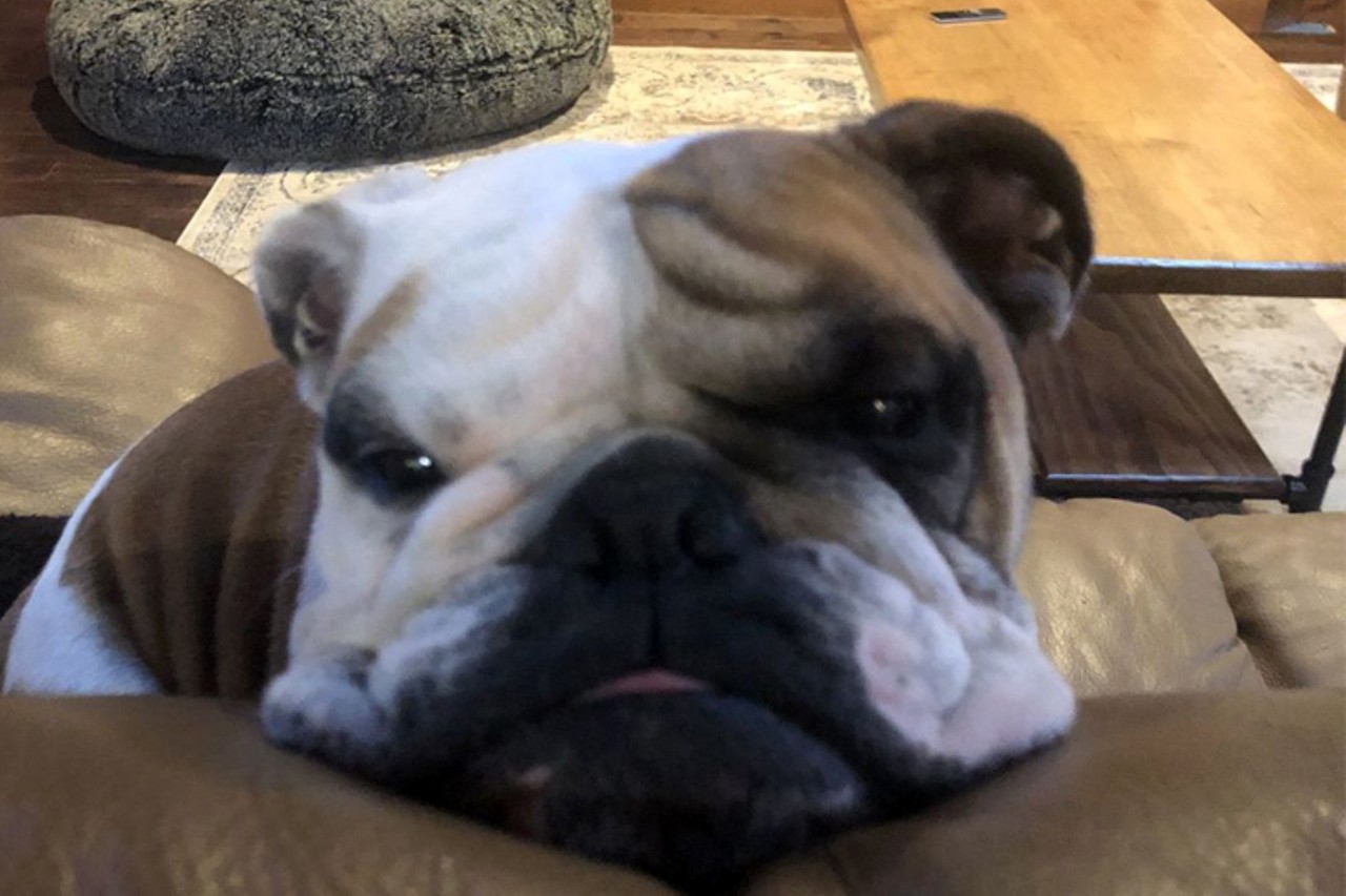 Cheeto
Age: Young / Breed: English Bulldog / Sex: Male / Rescue: Queen City Bulldog Rescue
"Vaccinations up to date, spayed / neutered, special needs. I have a heart condition and will require daily medication. Medications: Vetmedin + Enalapril."
Photo: Queen City Bulldog Rescue